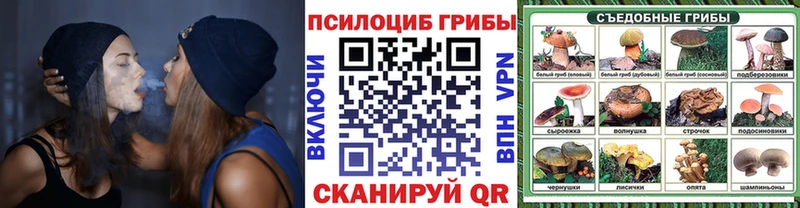 Купить закладки  Сураж  Псилоцибиновые грибы Magic Shrooms 